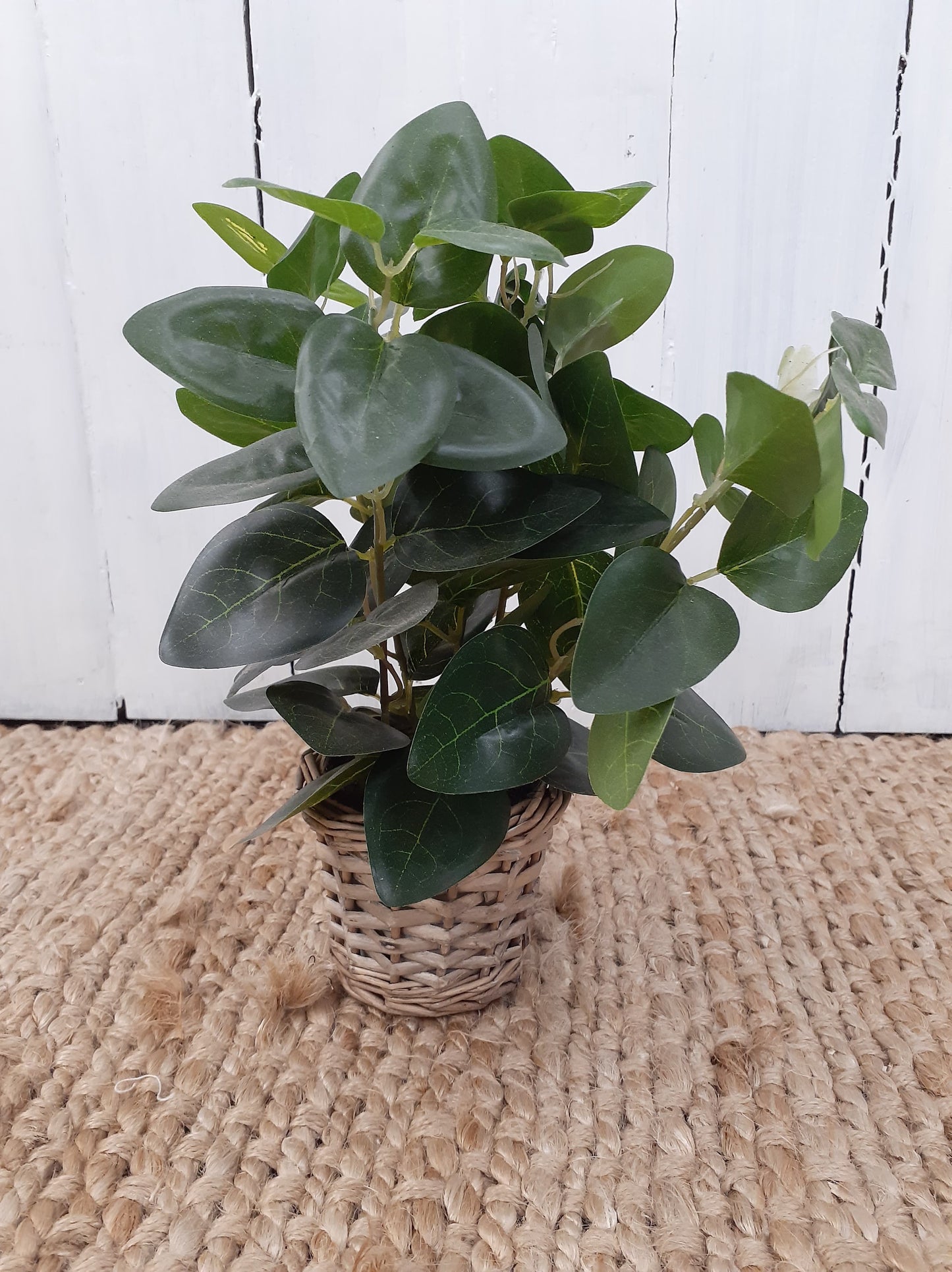 Ficus Potted Green
